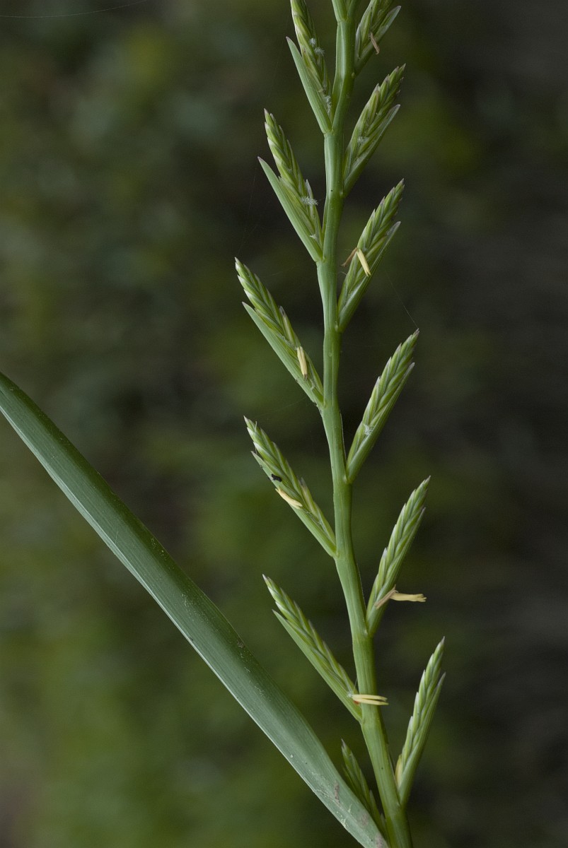 lolium-perenne-perennial-rye-grass